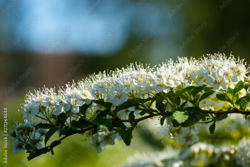 Fototapeta premium Blooming bush of spirea. Spring time. Spirea blossom
