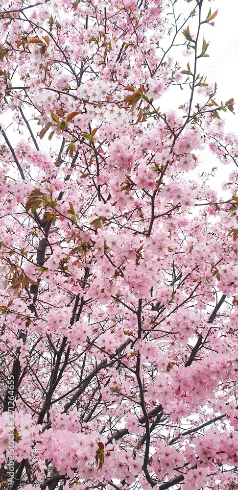 cherry blossom in spring cherry blossom in spring