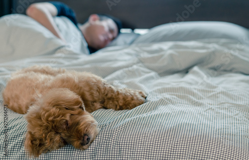 An adorable young brown Poodle dog sleeping on bed with the owner with sunshine on messy bed.