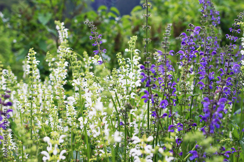 Beautiful blooming purple and white sage Salvia officinalis. Herbal flower field in outdoor garden. Medicinal plant  edible culinary herb and perennial shrub  member of min familay Lamiaceae.