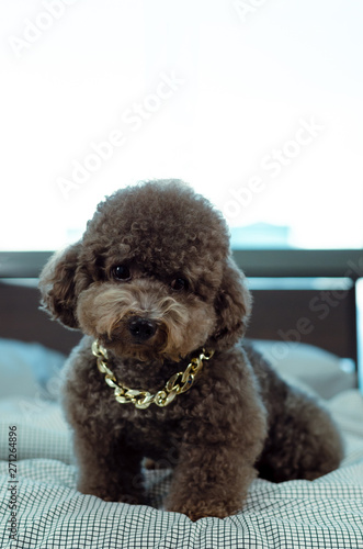 An adorable young black Poodle dog wearing golden necklace and sitting on messy bed.