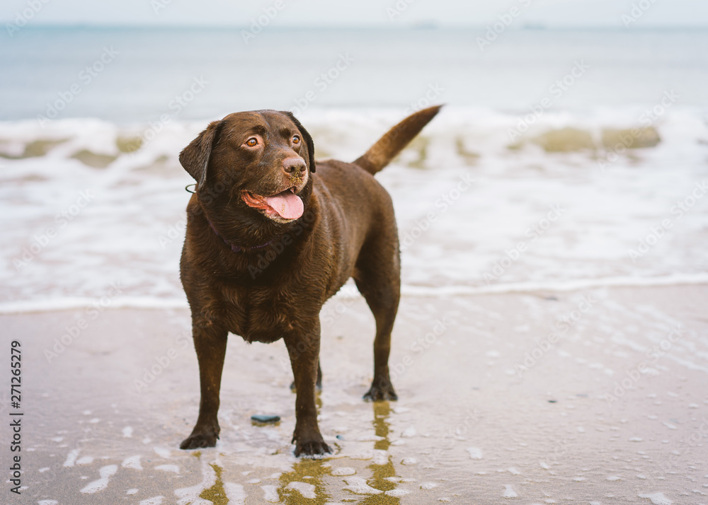 Chocolate Labrador plays on the beach Chocolate Labrador plays on the beach