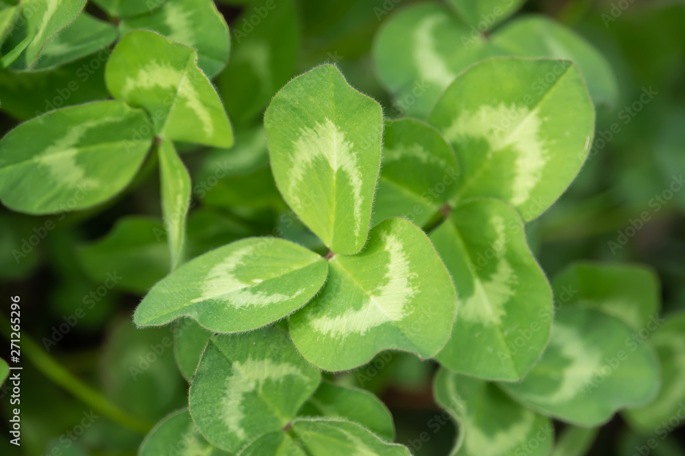 Clover Leaves in Springtime Clover Leaves in Springtime