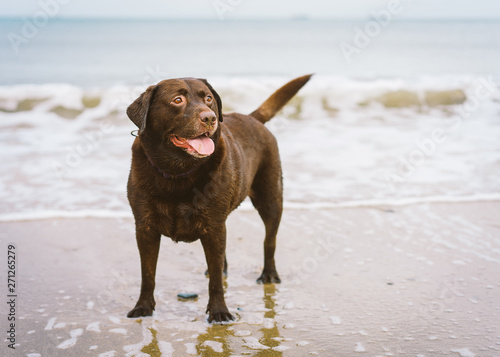 Chocolate Labrador plays on the beach