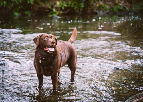 Chocolate Labrador plays on the beach