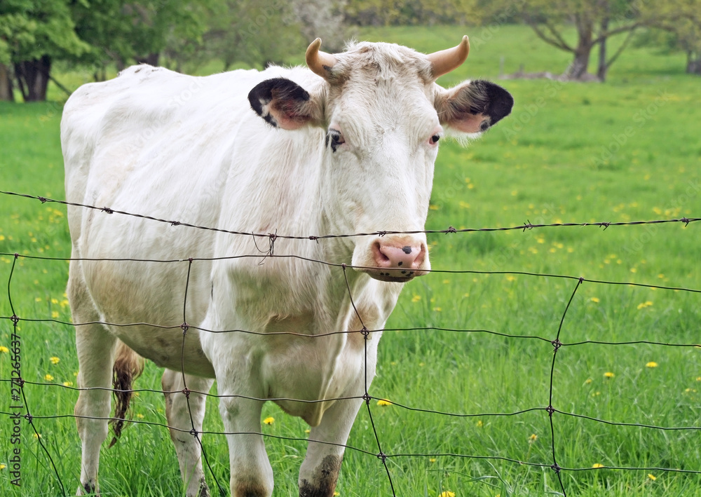 White cow standing behind a barb wire fence on country farm White cow standing behind a barb wire fence on country farm