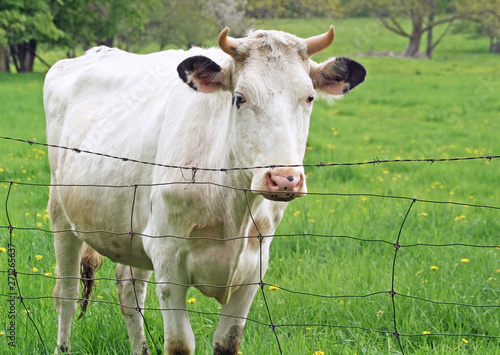 White cow standing behind a barb wire fence on country farm
