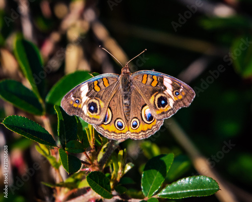 Common Buckeye butterfly along the nature trail!