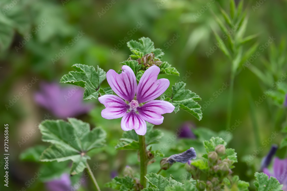 Mallow Flowers in Bloom in Springtime Mallow Flowers in Bloom in Springtime