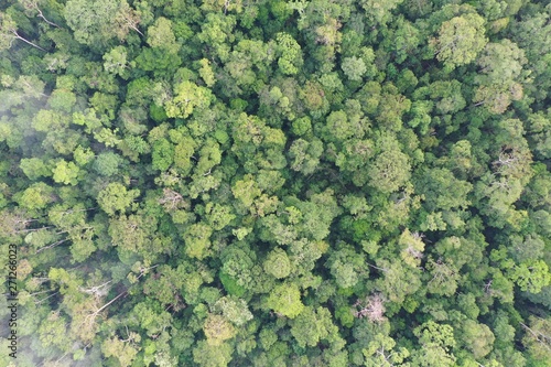 Rainforest trees forest aerial photo 