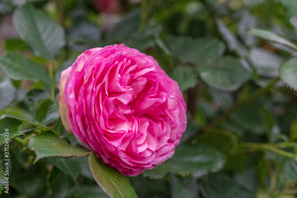 Pinke Rose Pinke Rose