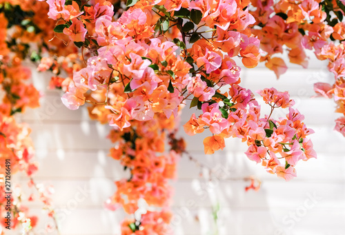 Flowering bougainvillea