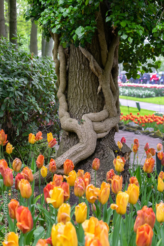 Blooming flowers, tulips and tree trunk with ivy in Keukenhof park in The Netherlands, Europe.