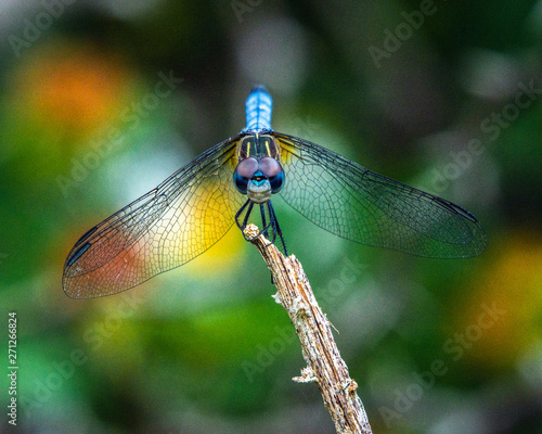 Blue dasher and a colorful background! © Lawrence