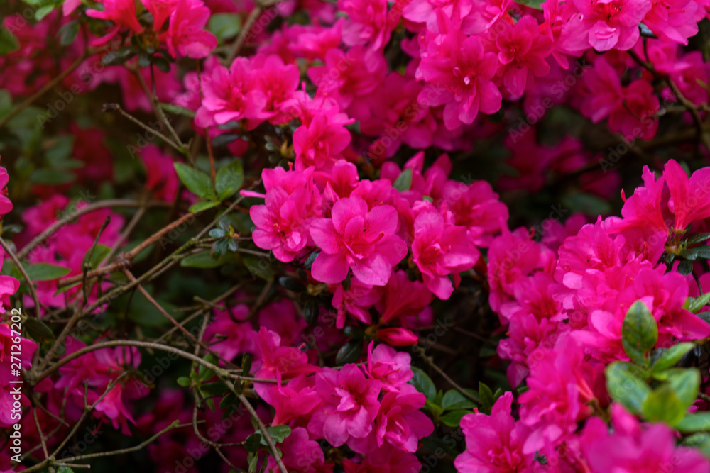 Pink flowers of Azalea japonica, Rhododendron as nature background. Pink flowers of Azalea japonica, Rhododendron as nature background.
