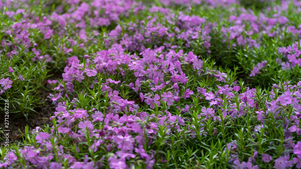 Emerald Blue, Purple Creeping Phlox subulata in rockery garden.