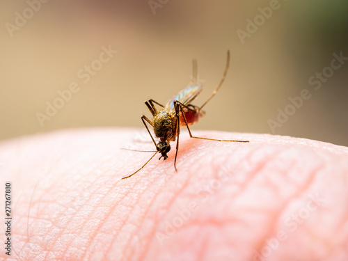 Encephalitis, Yellow Fever, Malaria Disease, Mayaro or Zika Virus Infected Culex Mosquito Parasite Insect Macro