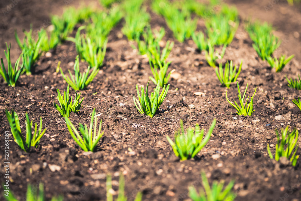 young organic plant in soil. bed with young plants. young organic plant in soil. bed with young plants.