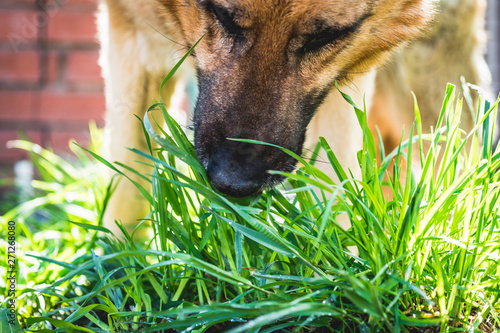 Bilde på lerret dog in the grass. dog german shepherd eats green grass.