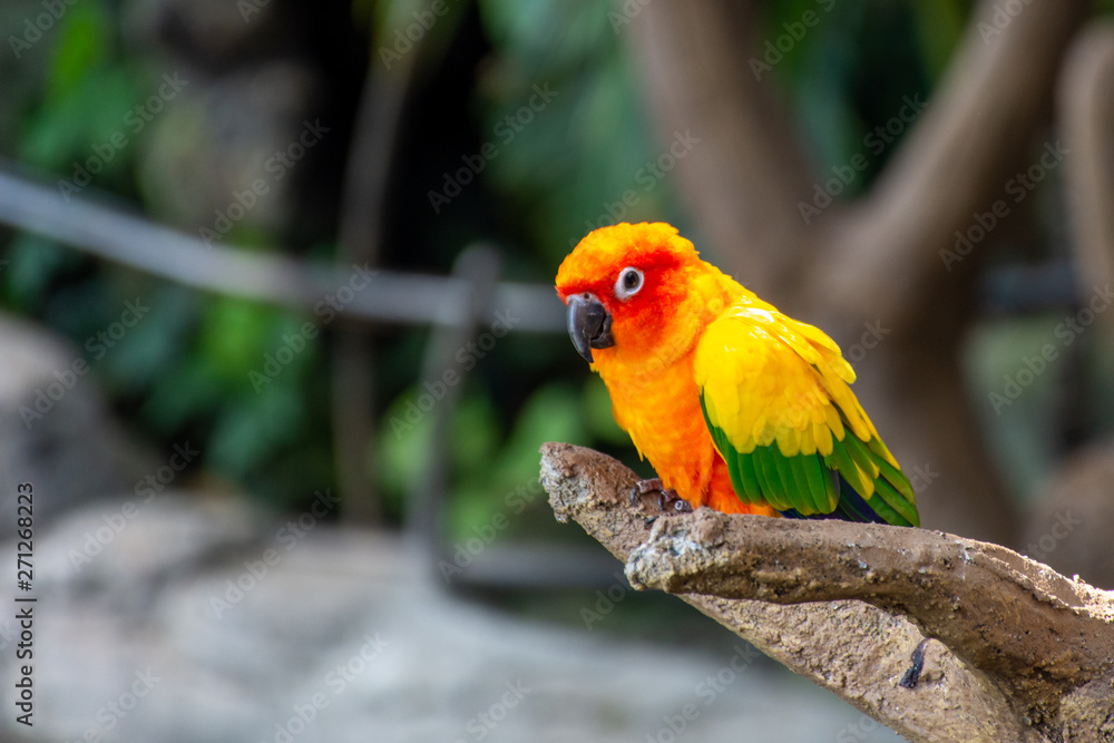 Obraz premium The sun parakeet beautiful colours of yellow, orange and red (Aratinga solstitialis), also known as the sun conure in South America perched in a tree.