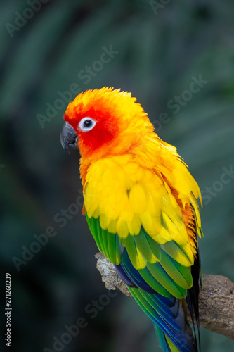 The sun parakeet beautiful colours of yellow, orange and red (Aratinga solstitialis), also known as the sun conure in South America perched in a tree.