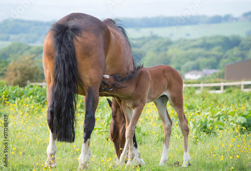 young horse feeding