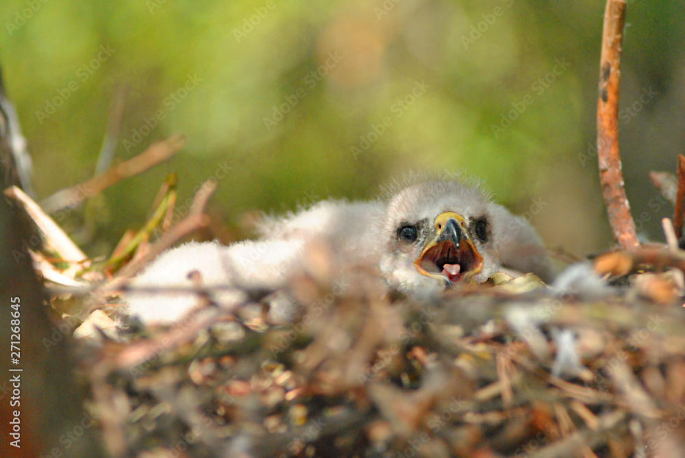 Obraz premium Hatchling the common kestrel (Falco tinnunculus, European kestrel, Eurasian kestrel, Old World kestrel) bird of prey species, falcon family Falconidae with open beak in nest, soft blurry background