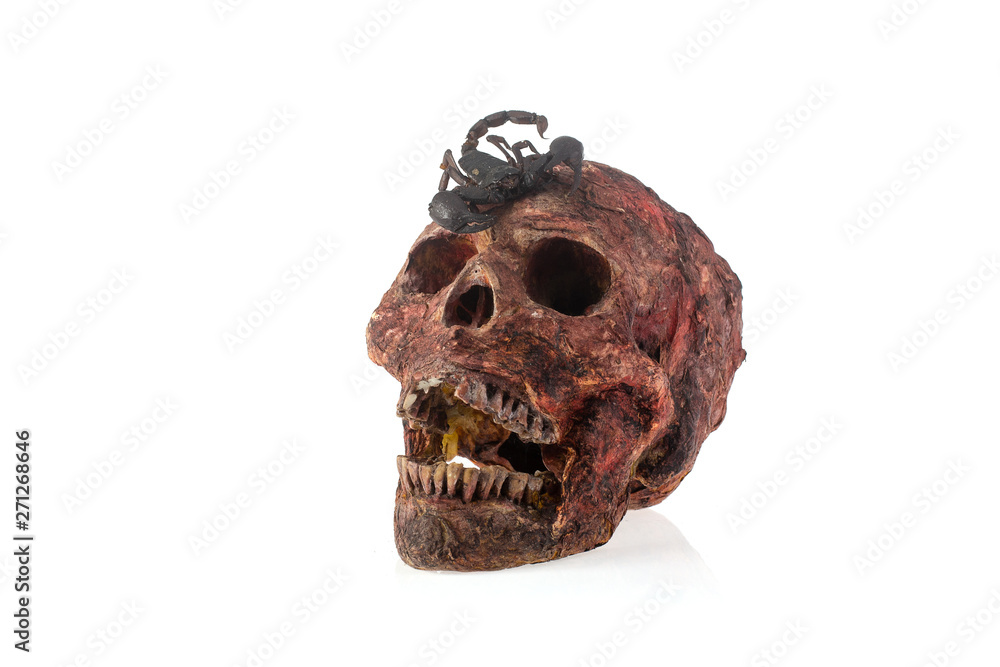 Naklejka premium Human skull with scorpion on white background