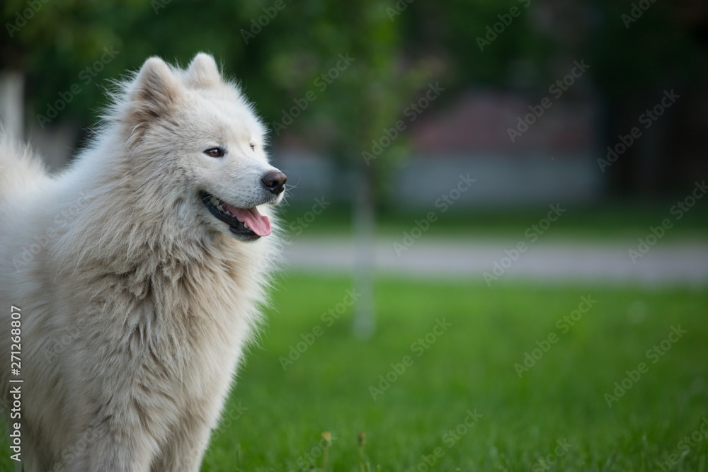 Young white male samoyed stands on green grass
