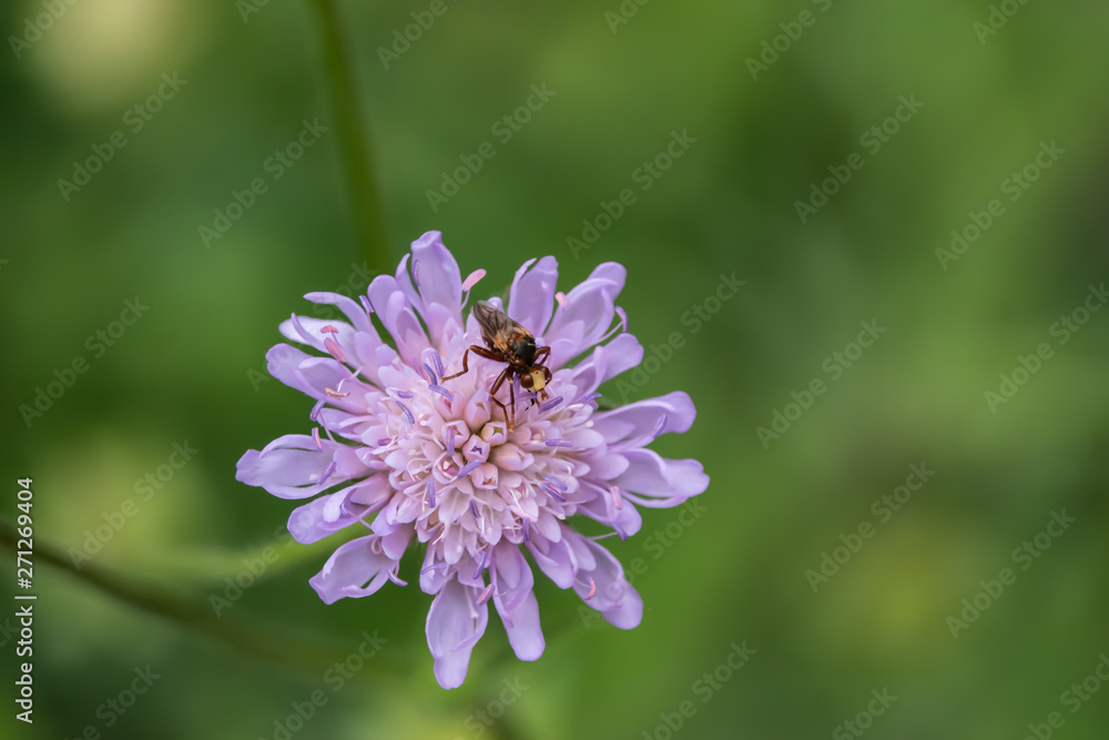 Thick-Headed Fly on FIeld Scabious Flowers in Springtime Thick-Headed Fly on FIeld Scabious Flowers in Springtime