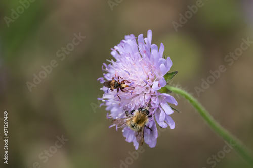 Thick-Headed Fly on FIeld Scabious Flowers in Springtime © Erik