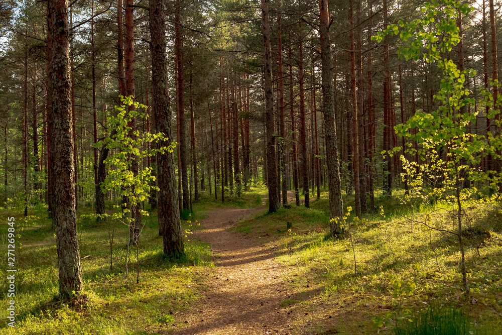 Trail in the forest. Evening time of day. Soft shadows, soft light. Natural colors. Trail in the forest. Evening time of day. Soft shadows, soft light. Natural colors.