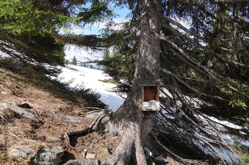 a salt box for the wild animals photo