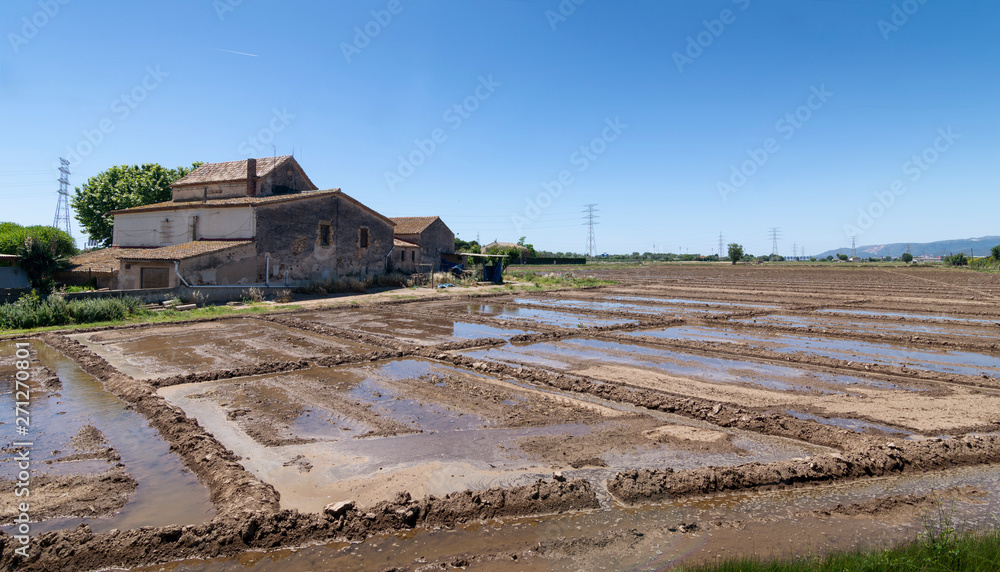 Obraz premium Farm, Agricultural field freshly watered sunny day - Image