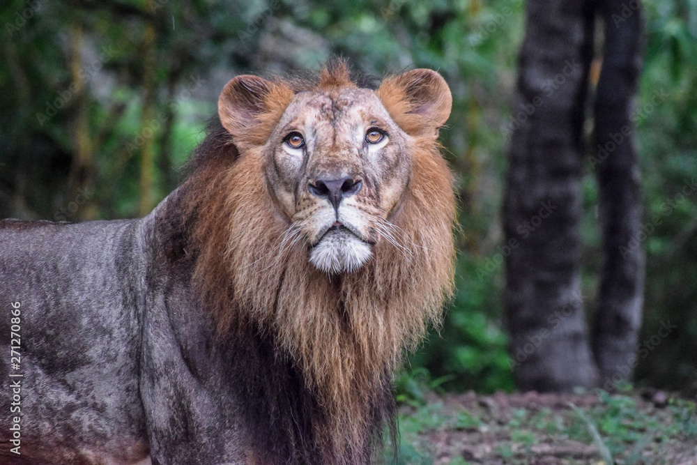 Lion Male Face