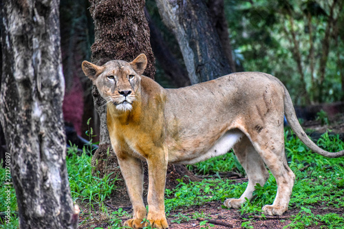 Lion Female