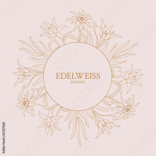 Edelweiss. Frame with edelweiss flowers on a pink background