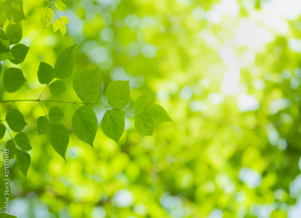 Close up beautiful view of nature green leaves on blurred greenery tree background with sunlight in public garden park. It is landscape ecology and copy space for wallpaper and backdrop. Close up beautiful view of nature green leaves on blurred greenery tree background with sunlight in public garden park. It is landscape ecology and copy space for wallpaper and backdrop.