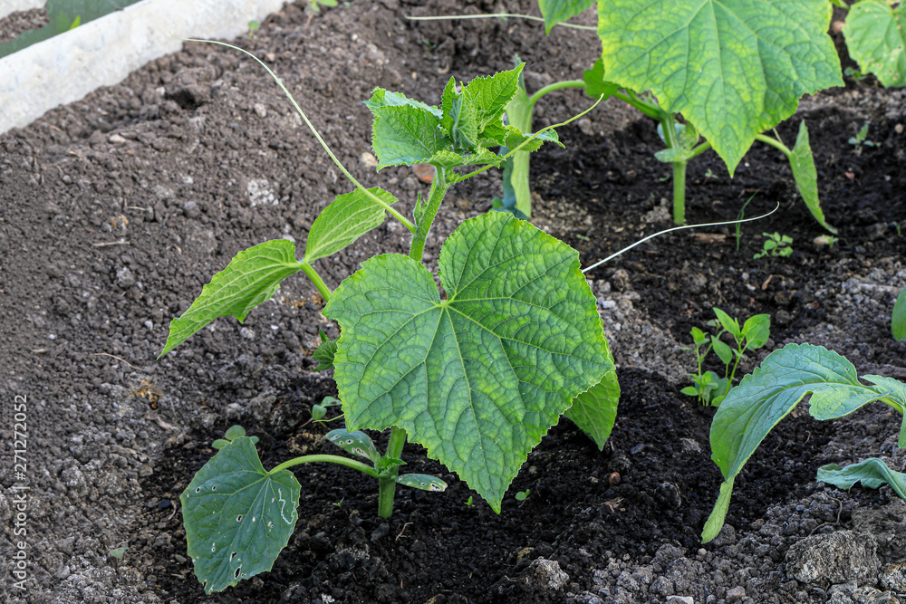 Green shoots of cucumbers grow in the garden Green shoots of cucumbers grow in the garden