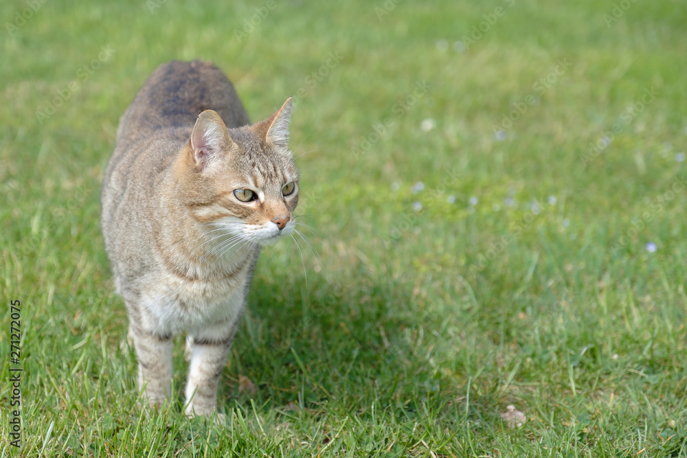 Cat on ground. Cat on ground.