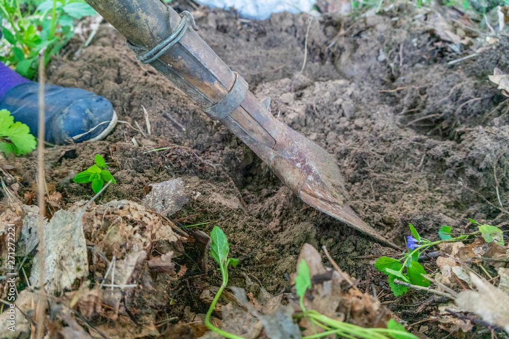 Fototapeta premium Gardener digging in the garden. Soil preparation for planting in spring. Gardening. Dig a shovel
