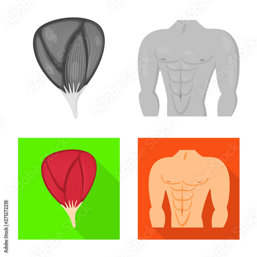 Vector illustration of fiber and muscular logo. Collection of fiber and body  stock symbol for web.