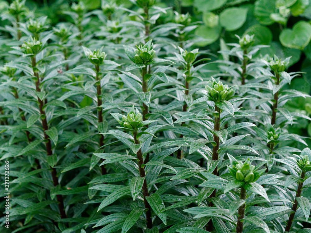 garden beautiful flowers. royal crown. bud green garden beautiful flowers. royal crown. bud green