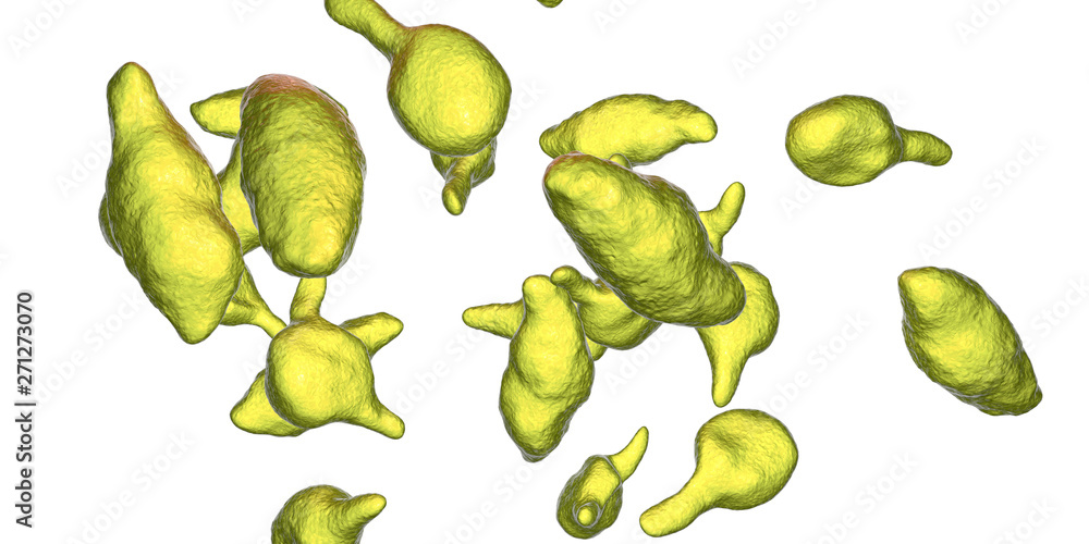 Bacteria Mycoplasma genitalium, 3D illustration. The causative agent of sexually transmitted infections and infertility Bacteria Mycoplasma genitalium, 3D illustration. The causative agent of sexually transmitted infections and infertility