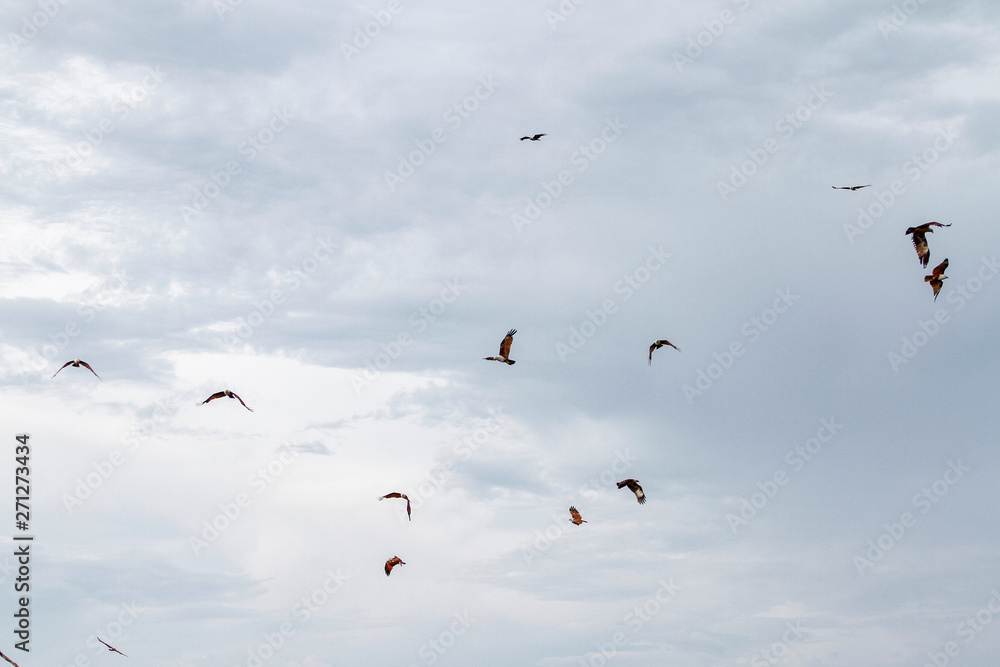 Group red eagle on the sky in nature at thailand Group red eagle on the sky in nature at thailand