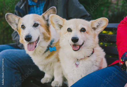 Two Corgi Dogs with their owners on park bench