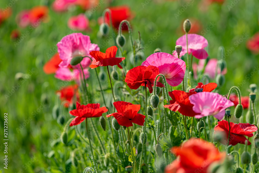 Red and pink flower of corn poppy, Papaver rhoeas Red and pink flower of corn poppy, Papaver rhoeas