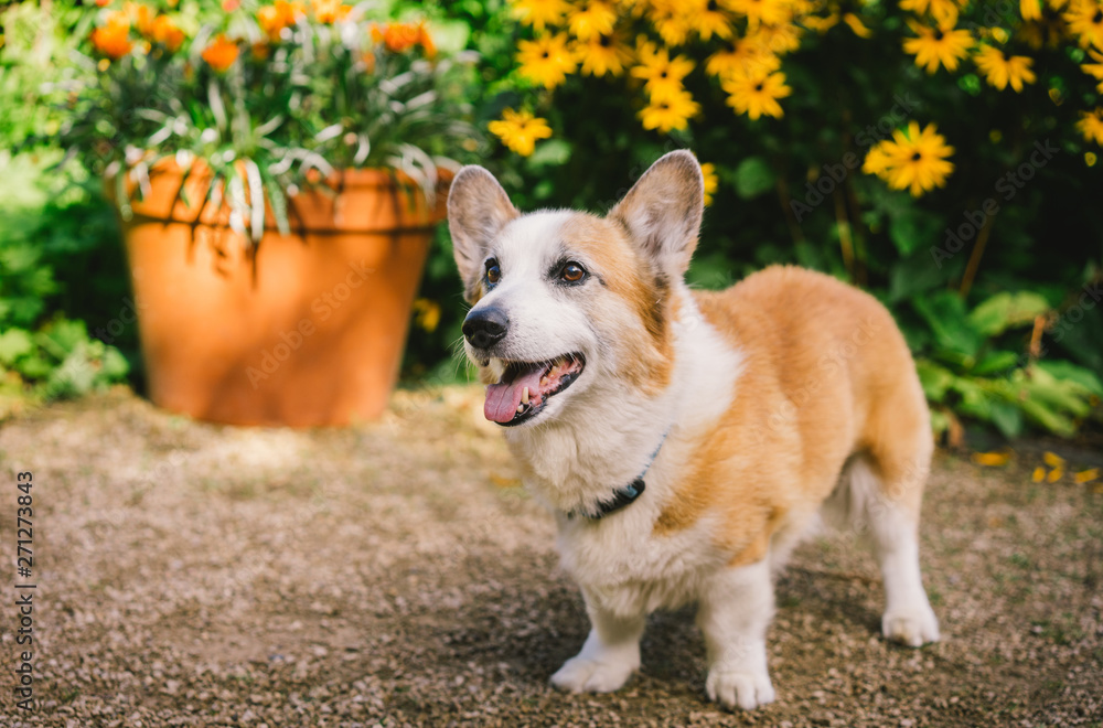 Two Corgi dogs at the park on sunny day Two Corgi dogs at the park on sunny day