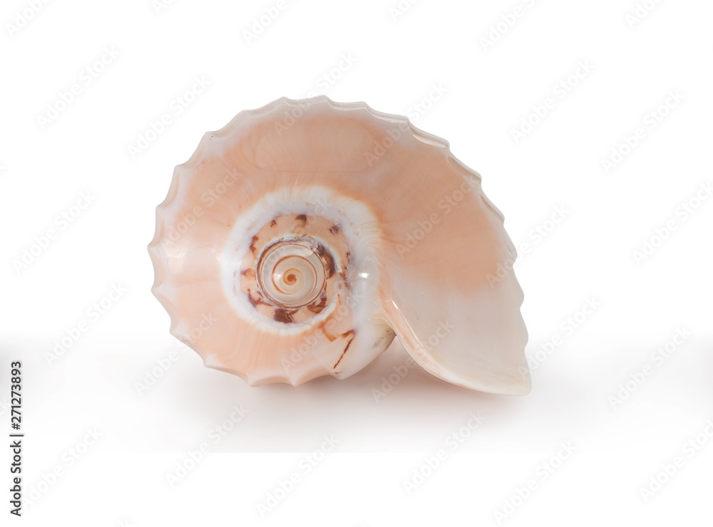 Obraz premium Sea shells on a white solated background