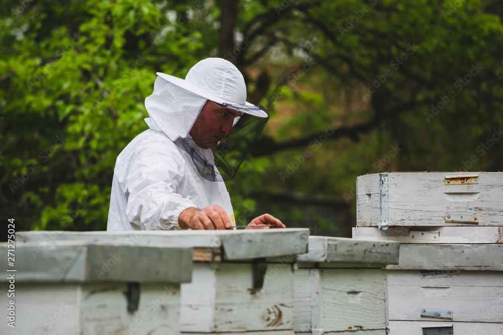 apiarist working examine bees hive in apiary apiarist working examine bees hive in apiary